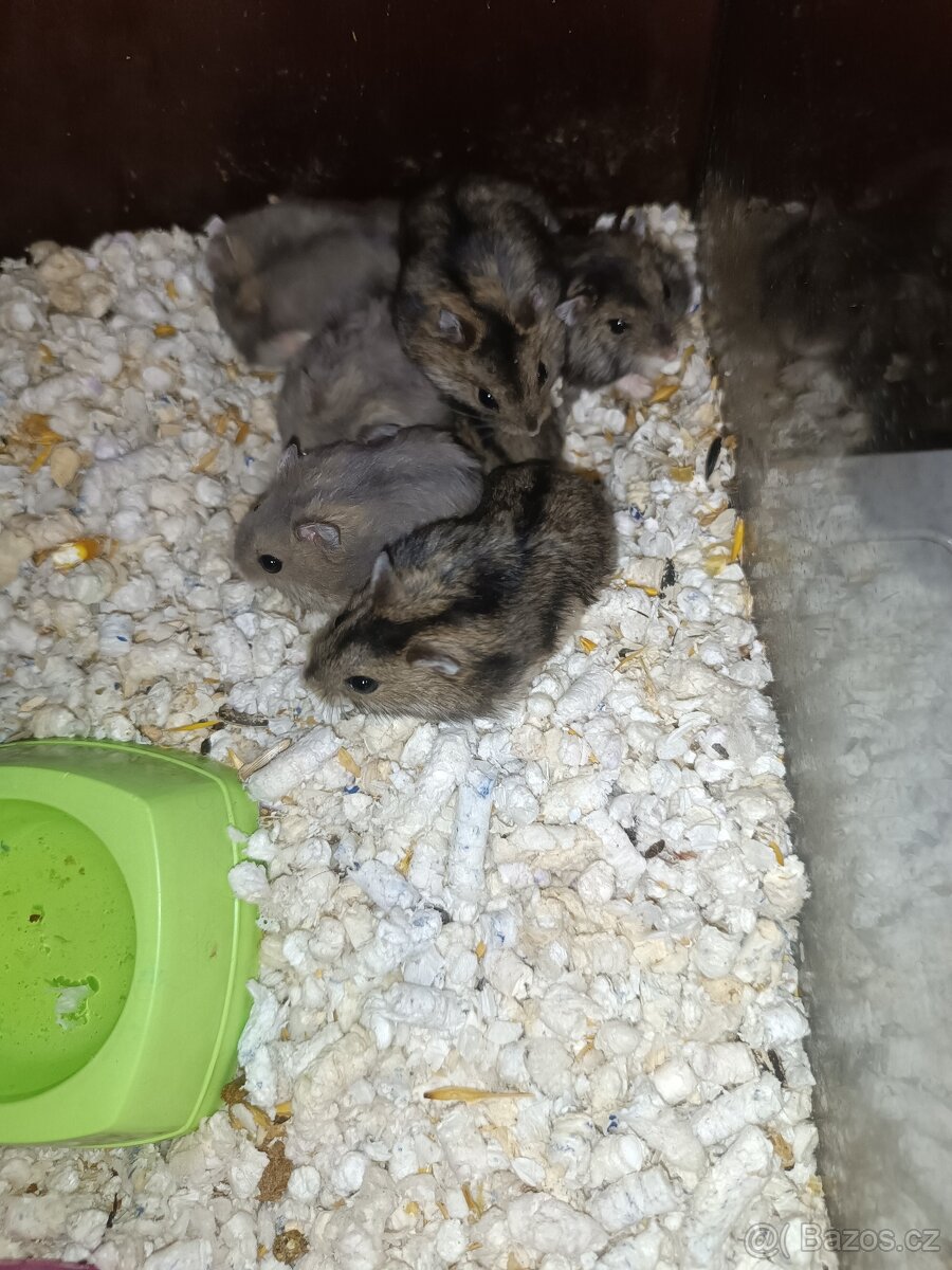 Křeček džungarský - 2