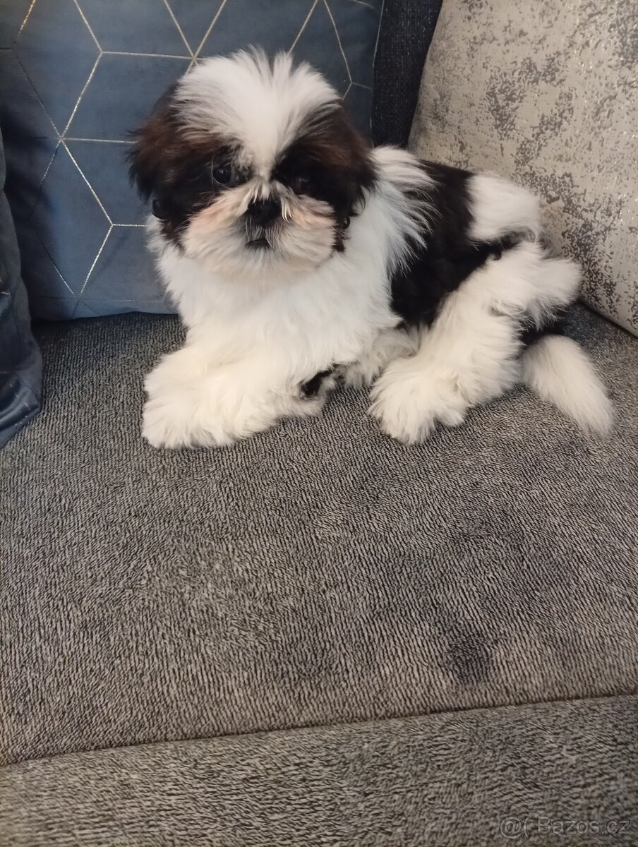 SHIH-TZU - 2