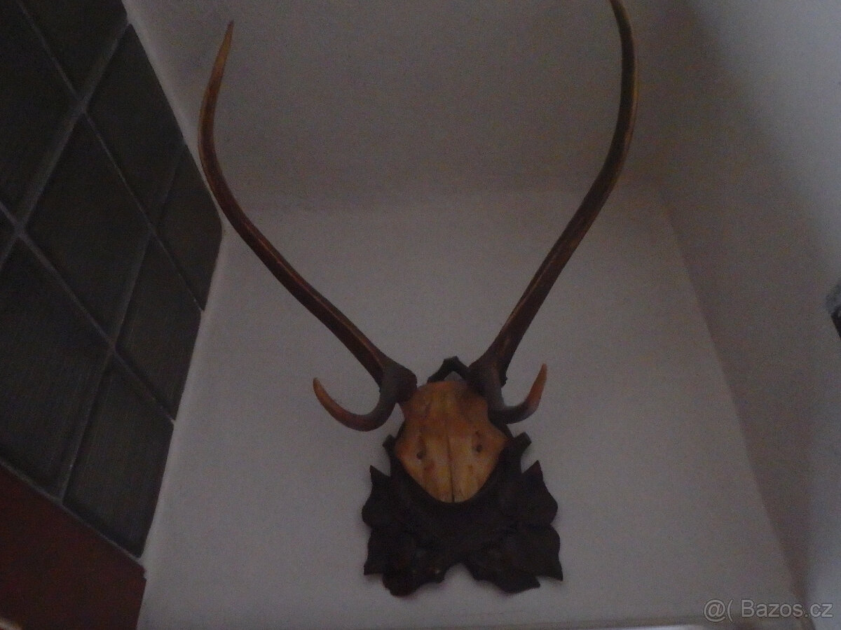 2x JELENÍ PAROHY - 2