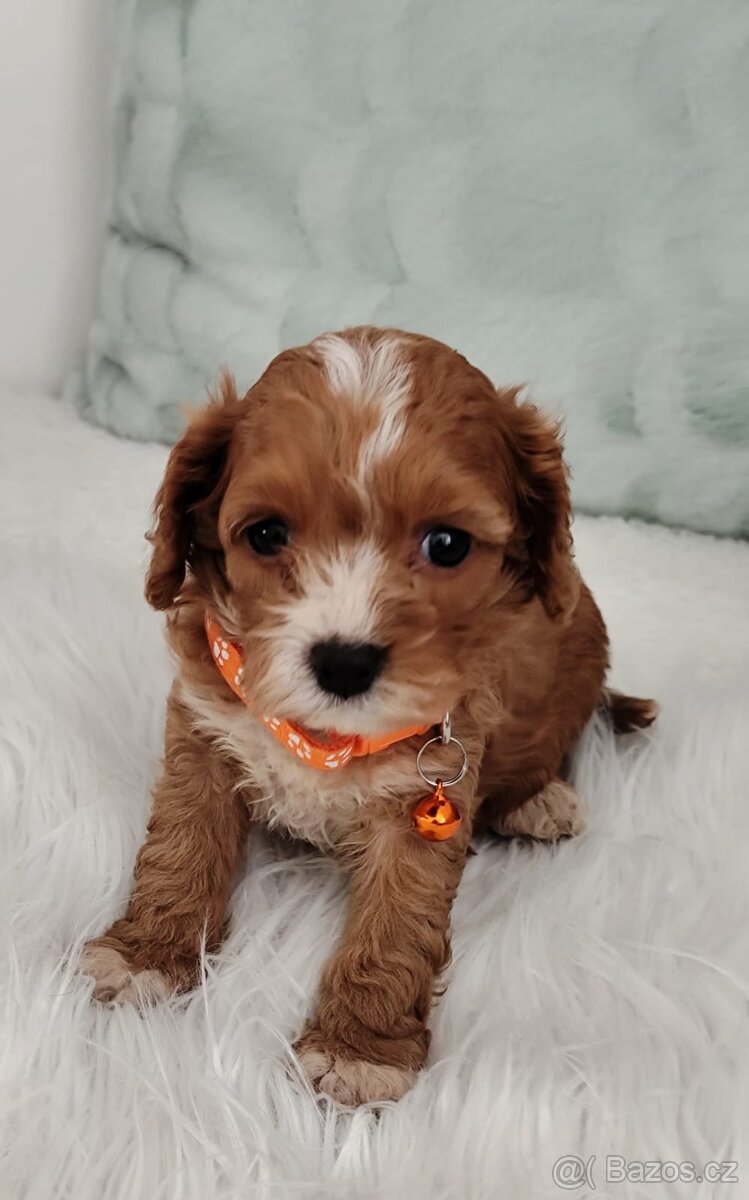 Cavapoo - 2