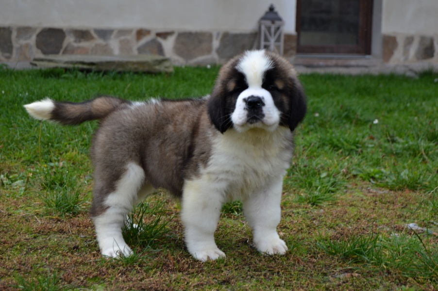 Svatobernardský pes - Bernardýn s PP - 2