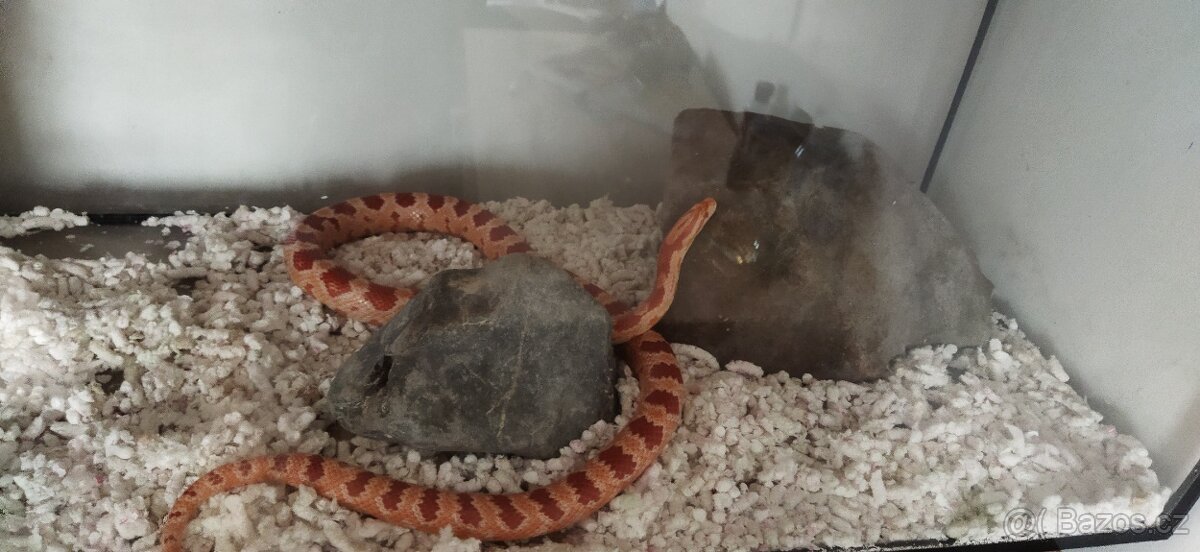 Užovka červená - 2