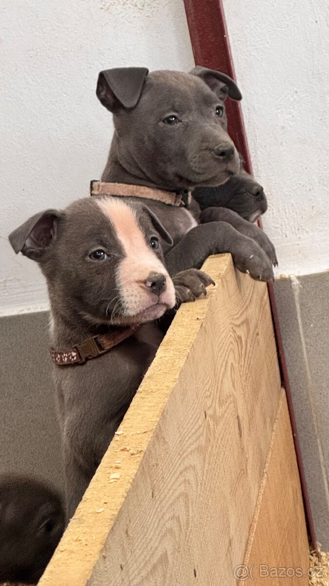 Americký stafordširský teriér - 2