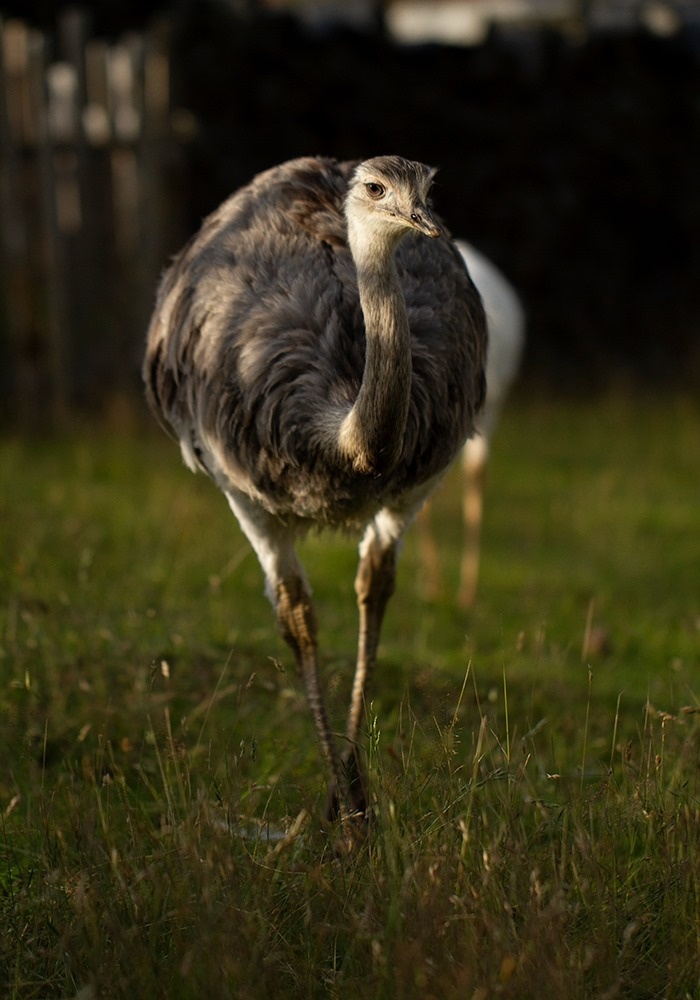 Nandu pampový, samice - 2