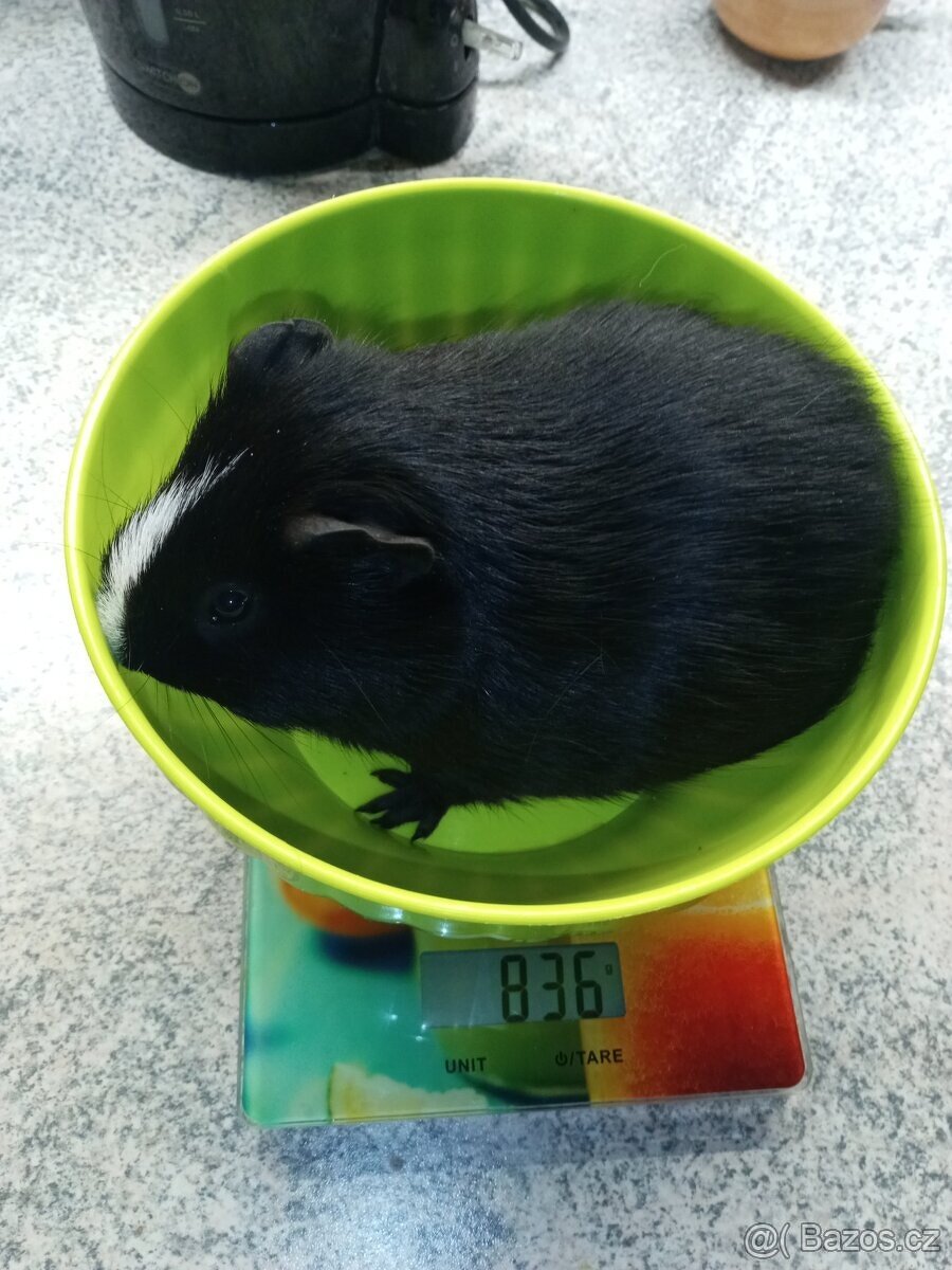 Morče samec 75% CUY - 2