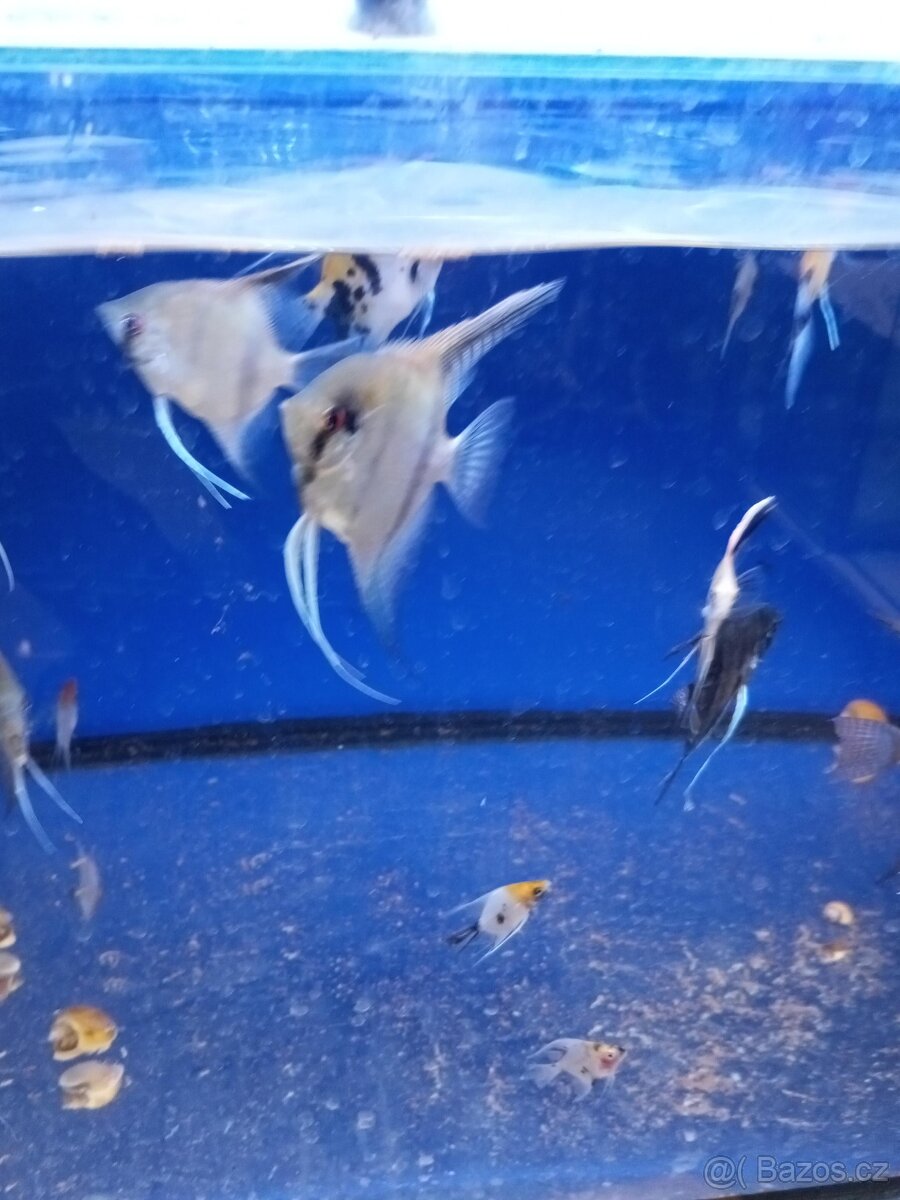 Skalára amazonská - 2