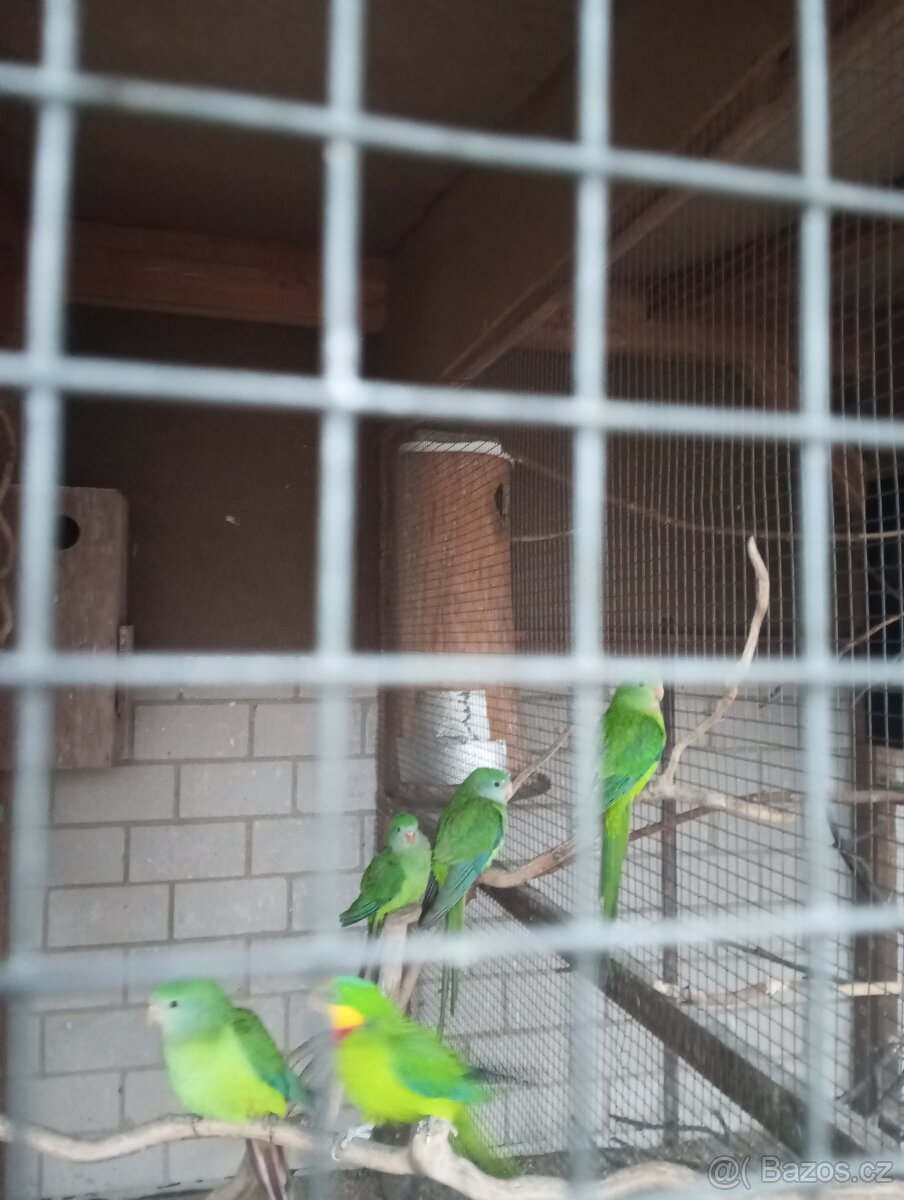 Papoušek nadherny - 2