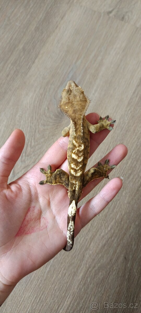 Pagekon řasnatý - mladý sameček (3) - 2