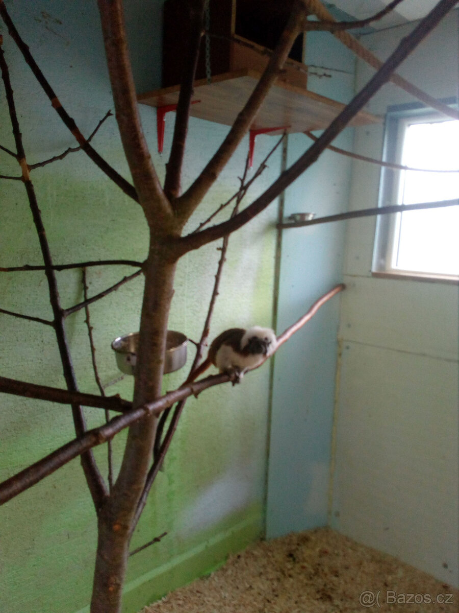 Tamarín pinčí - 2