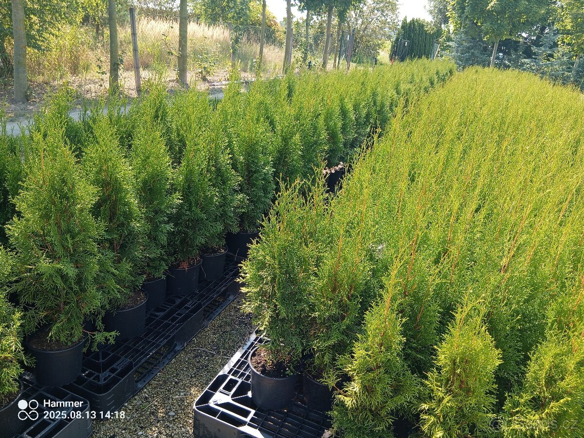 Tuje, Túje, Thuja occ. "'Smaragd"' - 2