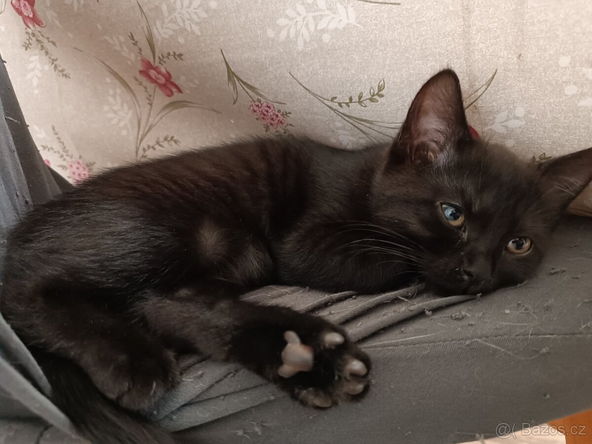 Koťata - 2
