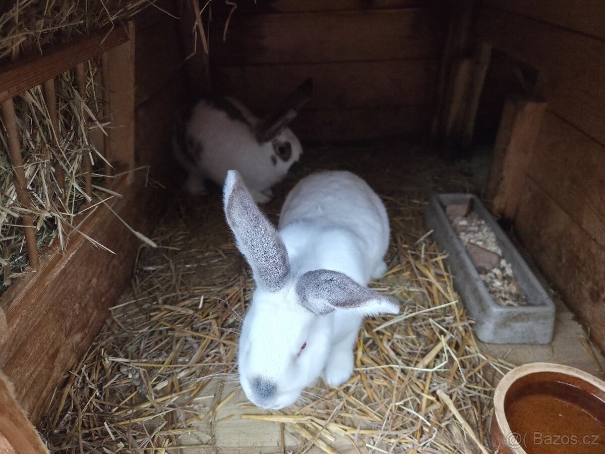 Samci/Samice Králíka - 2