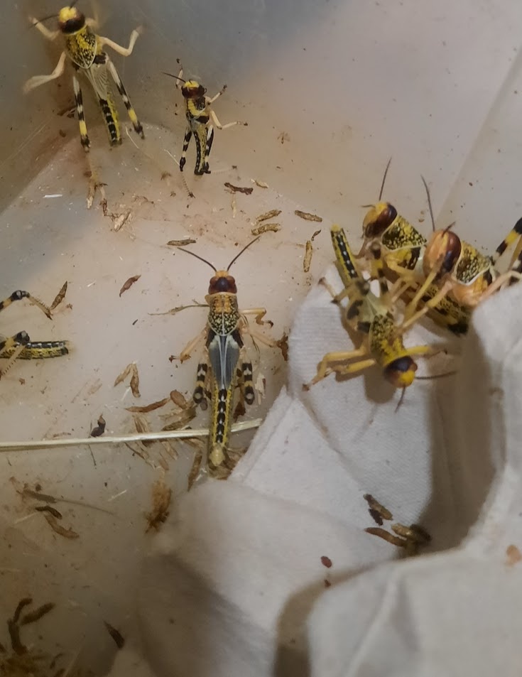 Krmný hmyz a hlodavci - 2