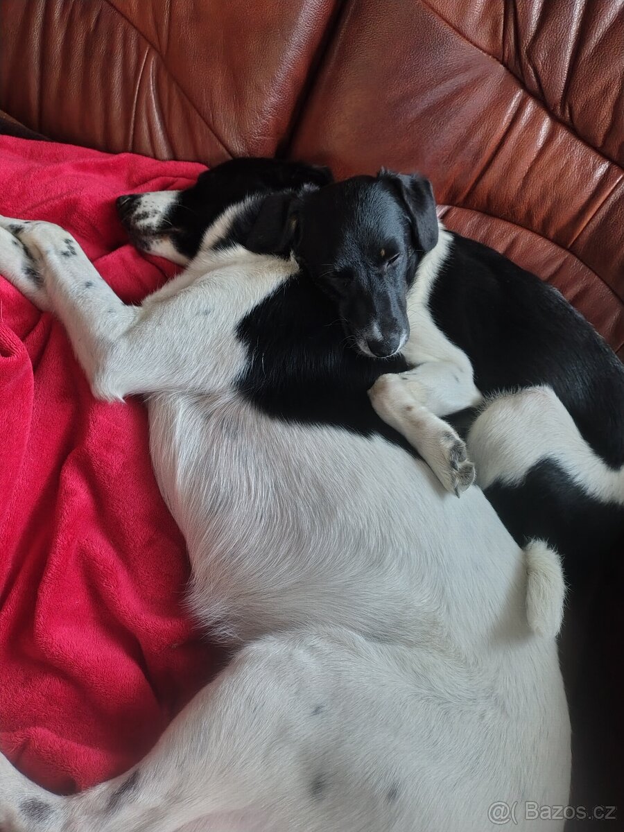 Kříženec border kolie - 2