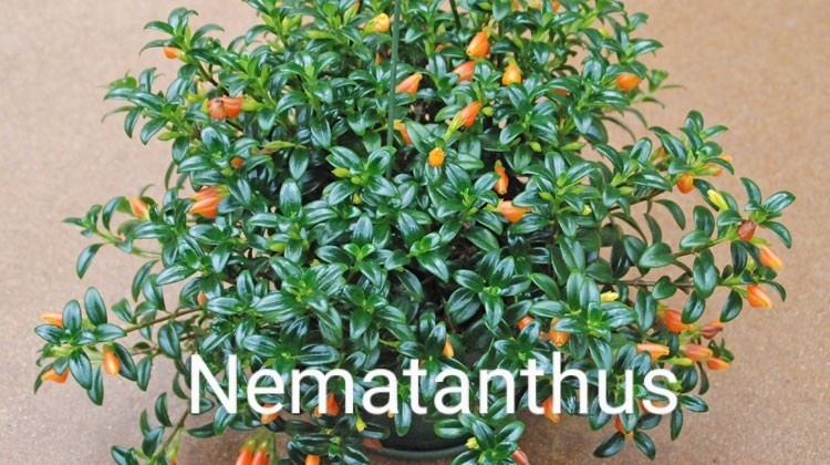 Trvalky, skalničky, jahody, pokojovky, leknín,byliny,sukulen - 2