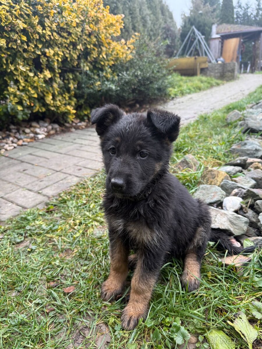 Německý ovčák - 2