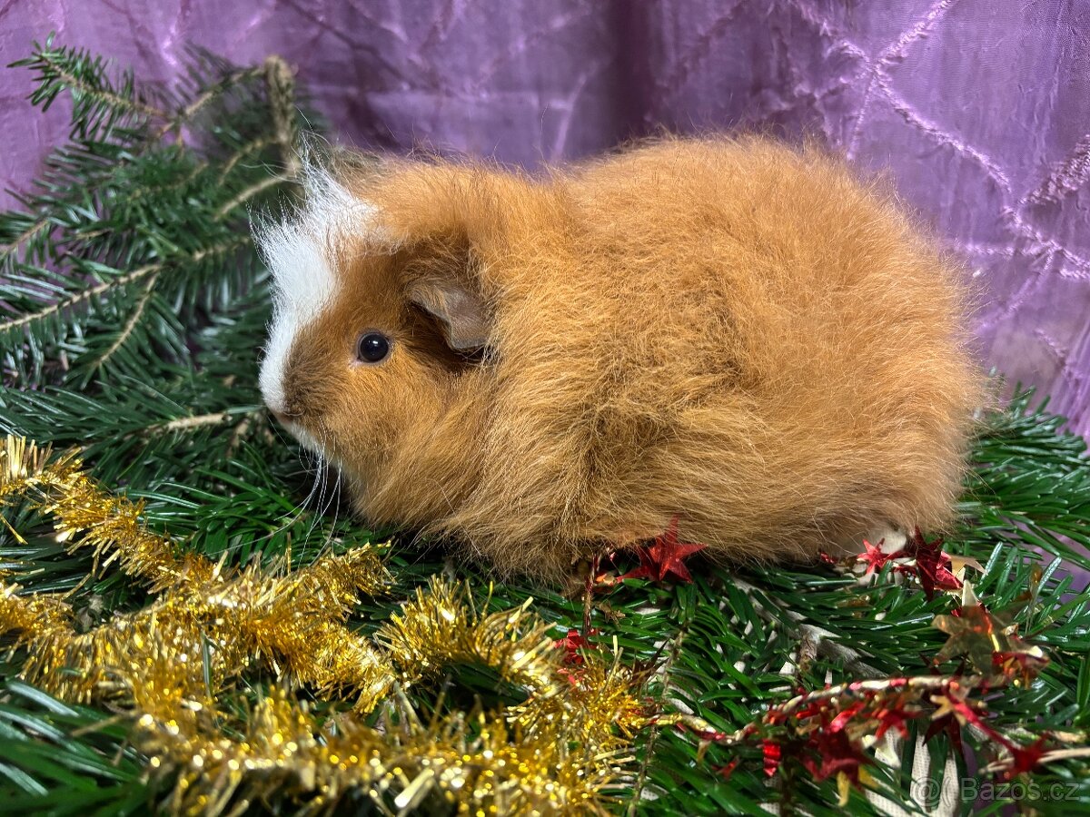 Morčátko chlapeček s PP - 2