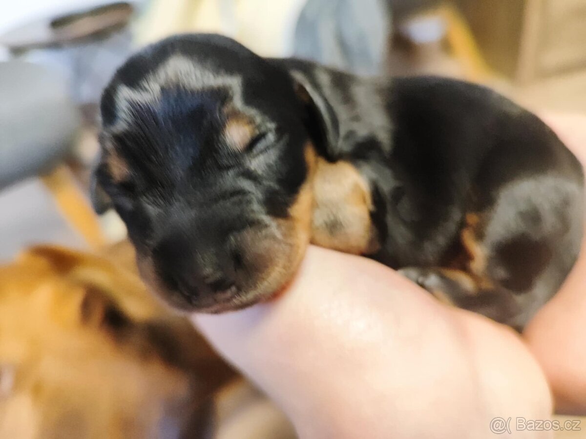 Štěňata křížence, střední plemeno - 2