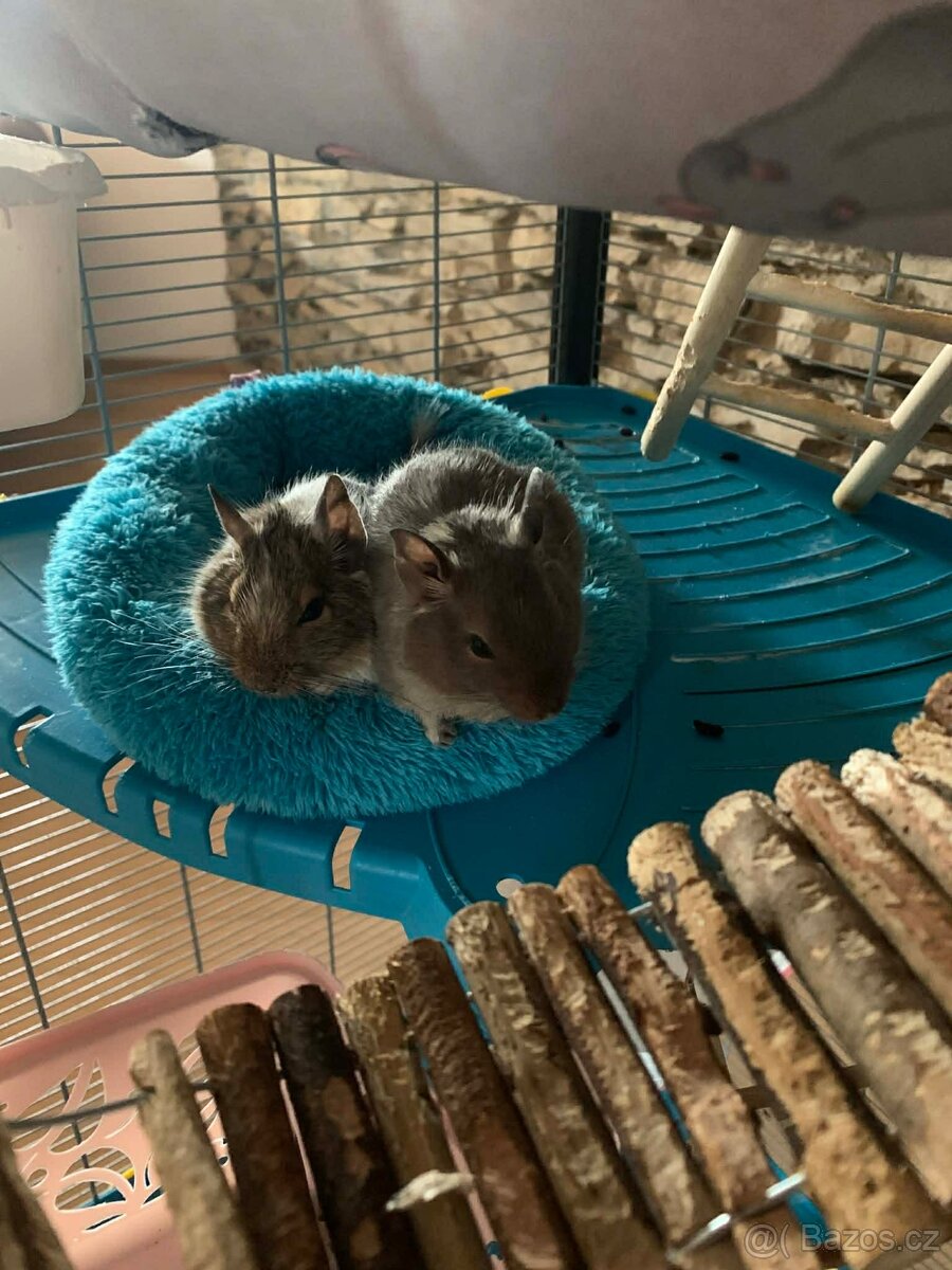 Osmák degu - 2