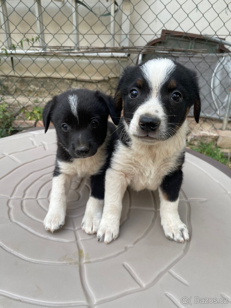 Border kolie - 2