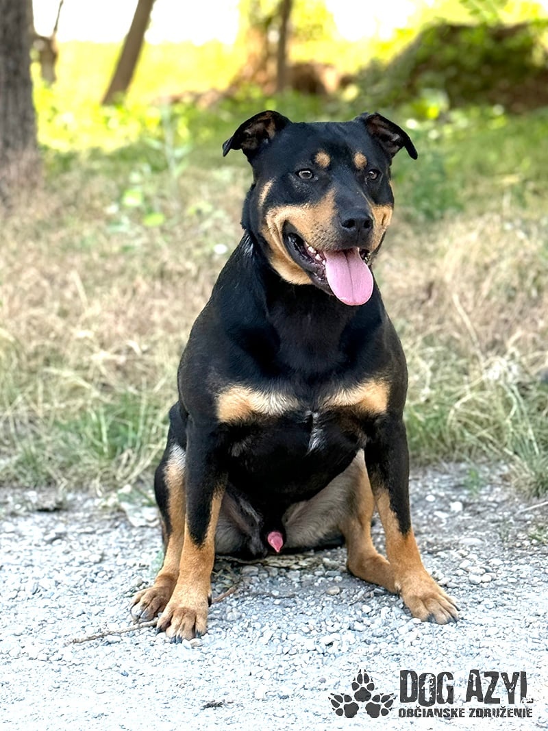 Dobrák Mayo hledá domov - 2