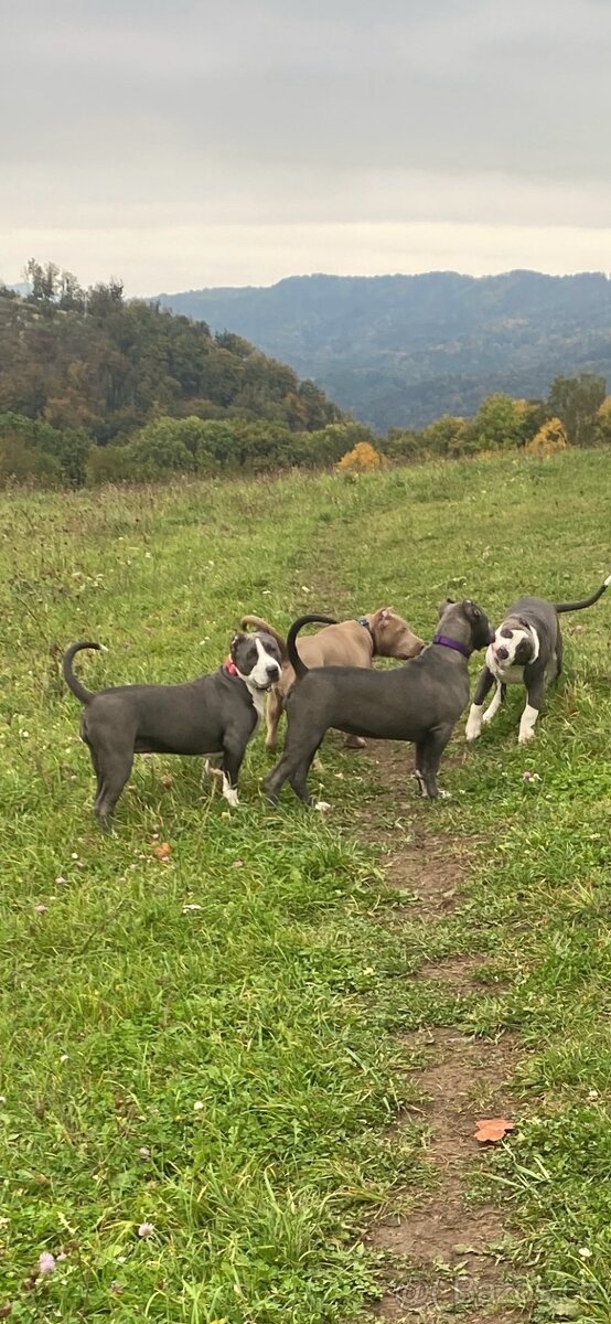 American Bully XL - 2