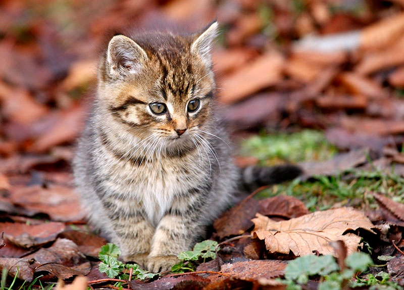 Daruji kočičku - koťátko 12 týdnů - 2
