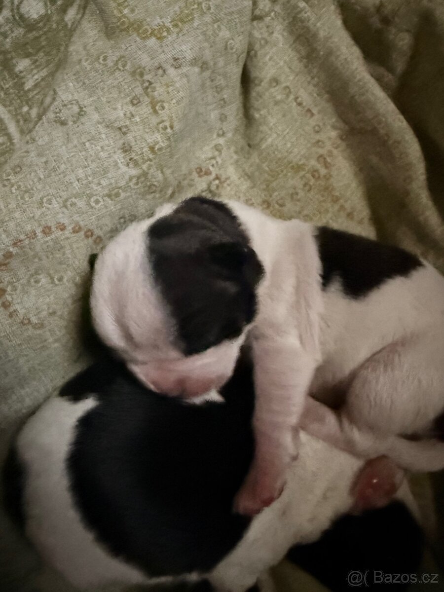 Štěňata - 2