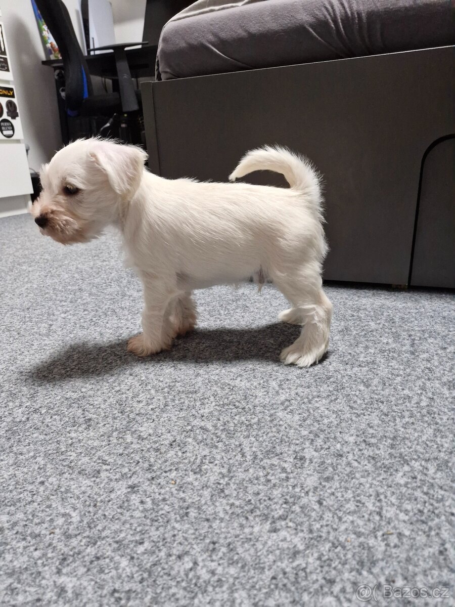 Knírač malý bílý - 2