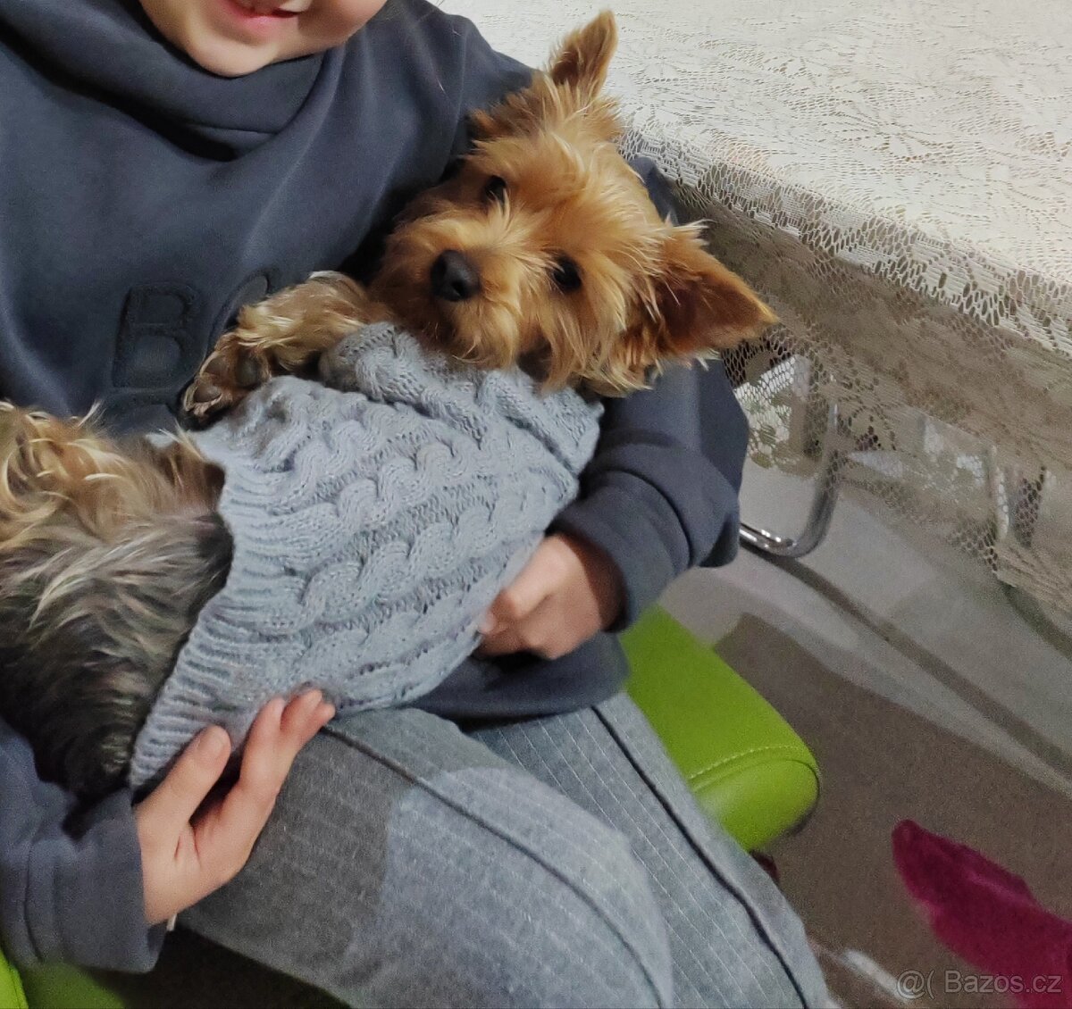 Jorkšírský teriér bez PP - fenka - 2