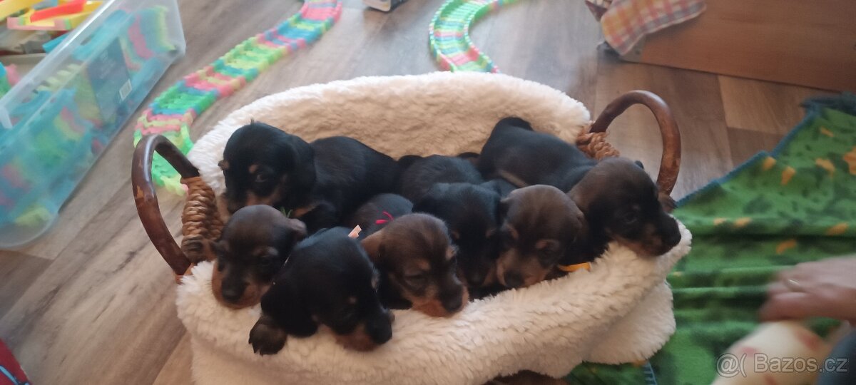 Drsnosrstý trpasličí jezevčík - 2