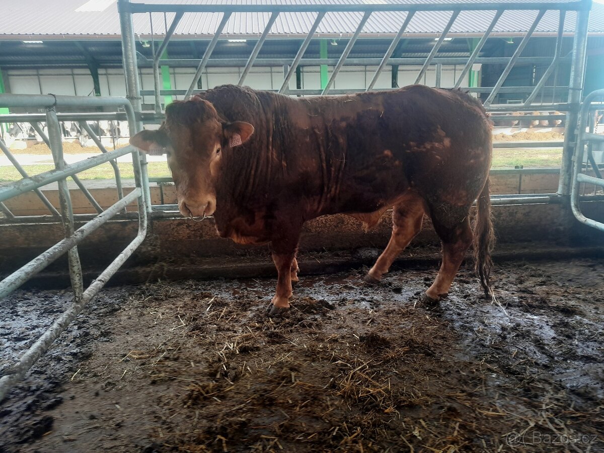 Plemenný býk Limousine - 2
