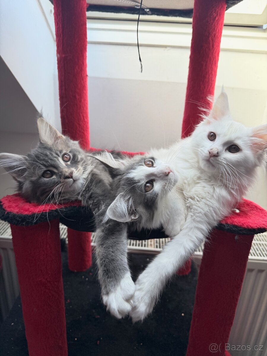 Mainská mývalí bez PP - 2