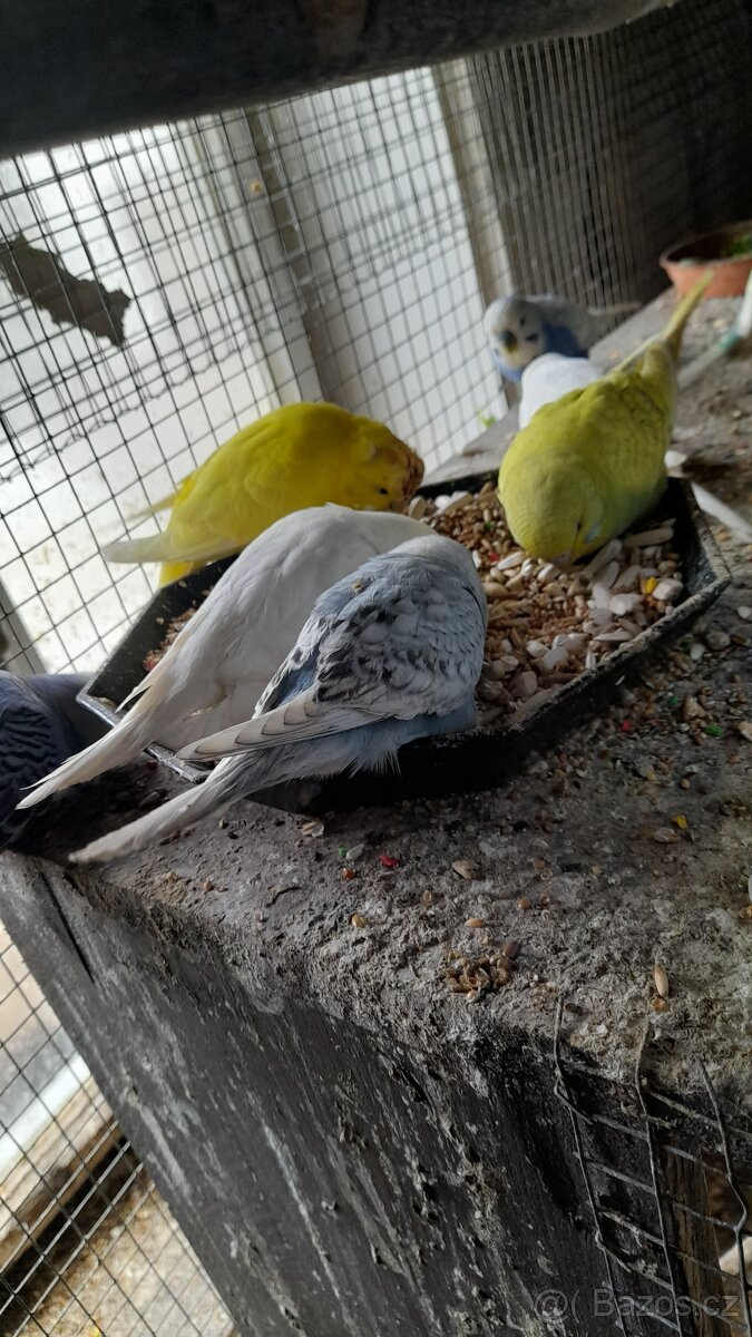 Mladinké andulky - 2