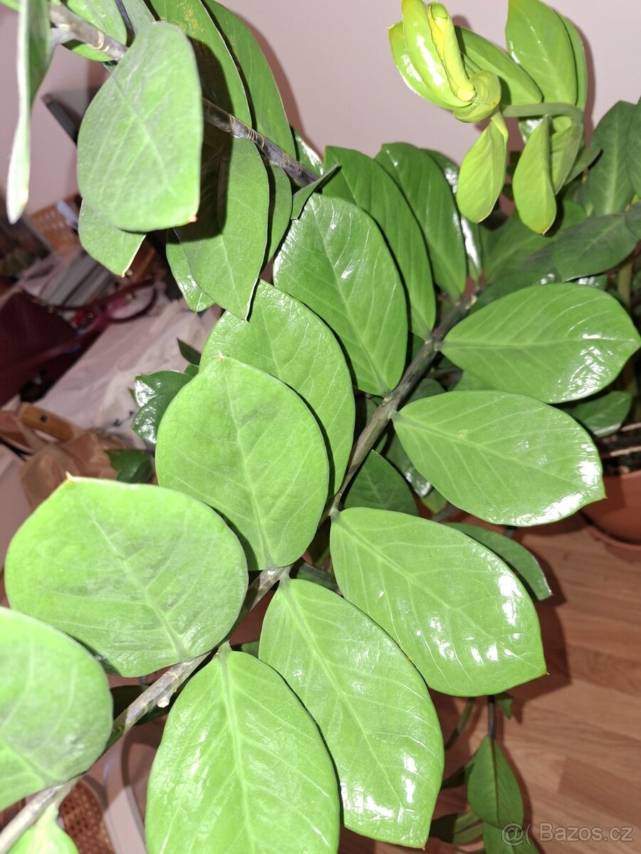 Zamioculcas - 2