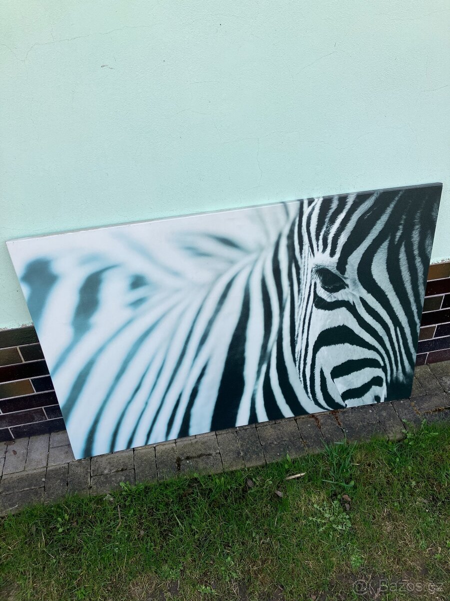 Obraz zebra IKEA - 2