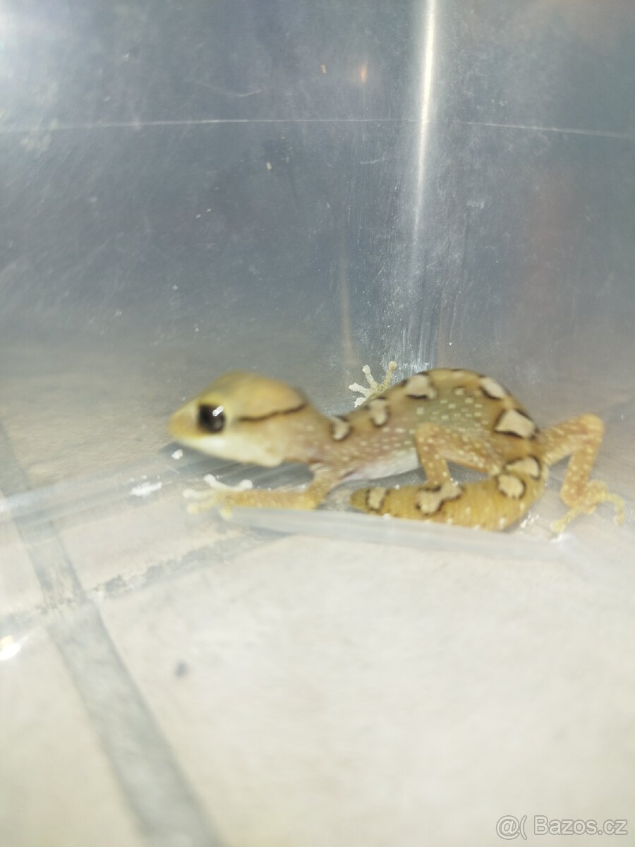 Diplodactilus galeatus - 2
