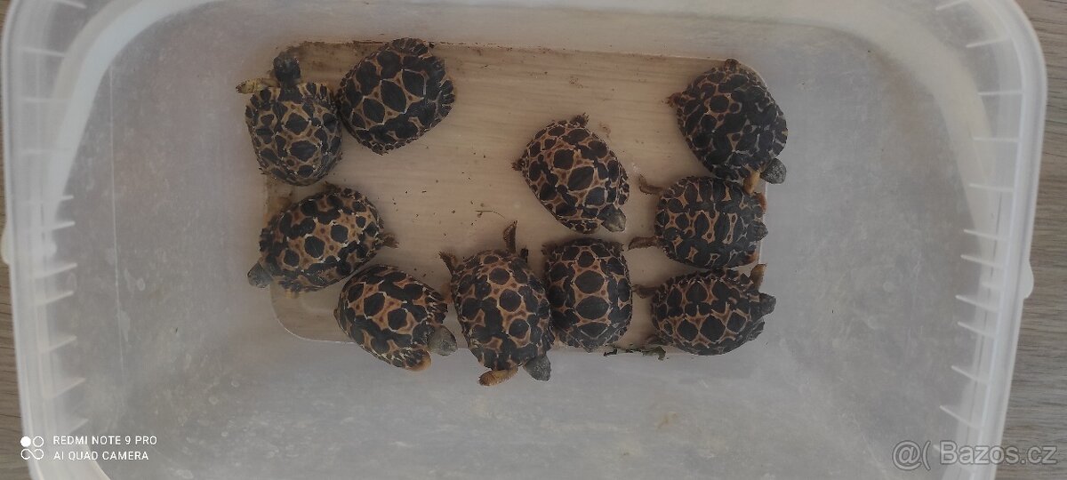 Želva paprsčitá - 2