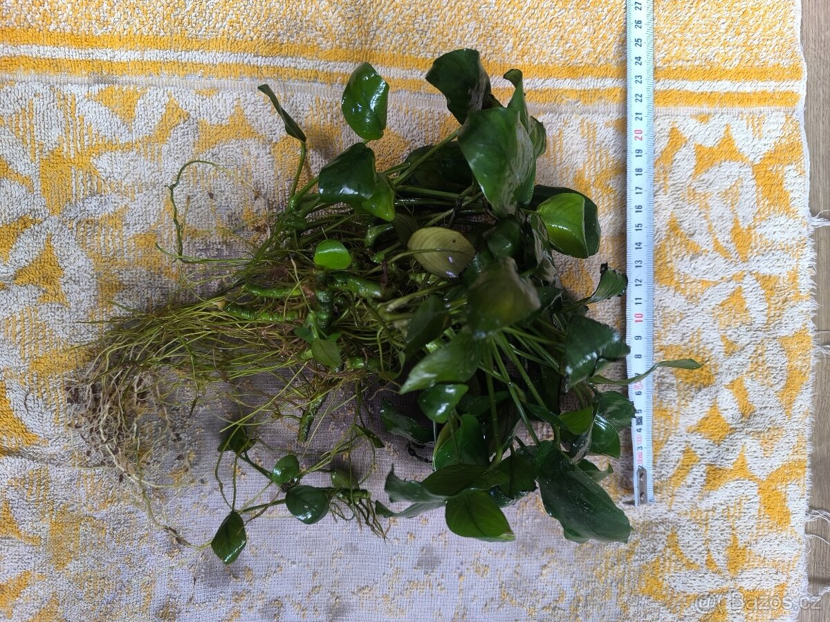 Akvarijní rostliny - 2