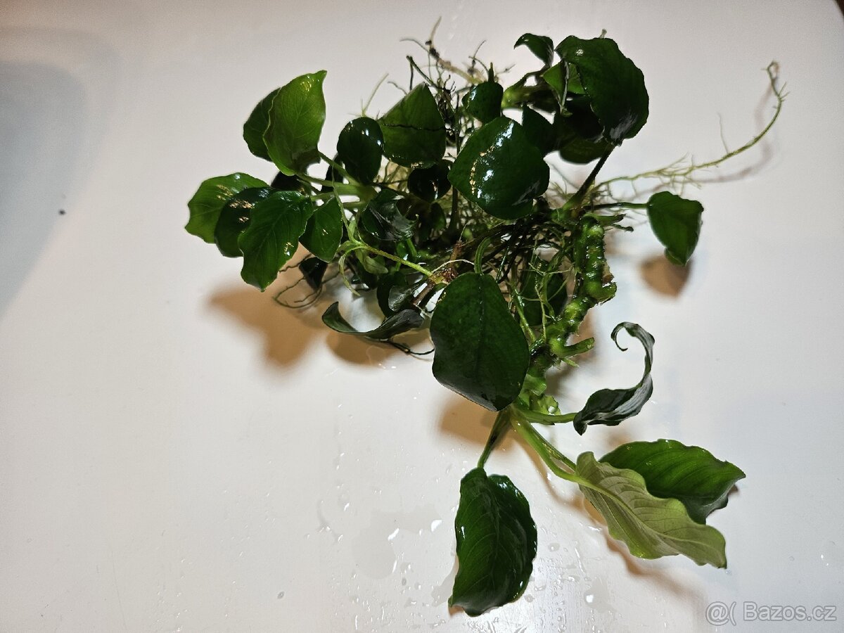 Akvarijni rostliny - 2