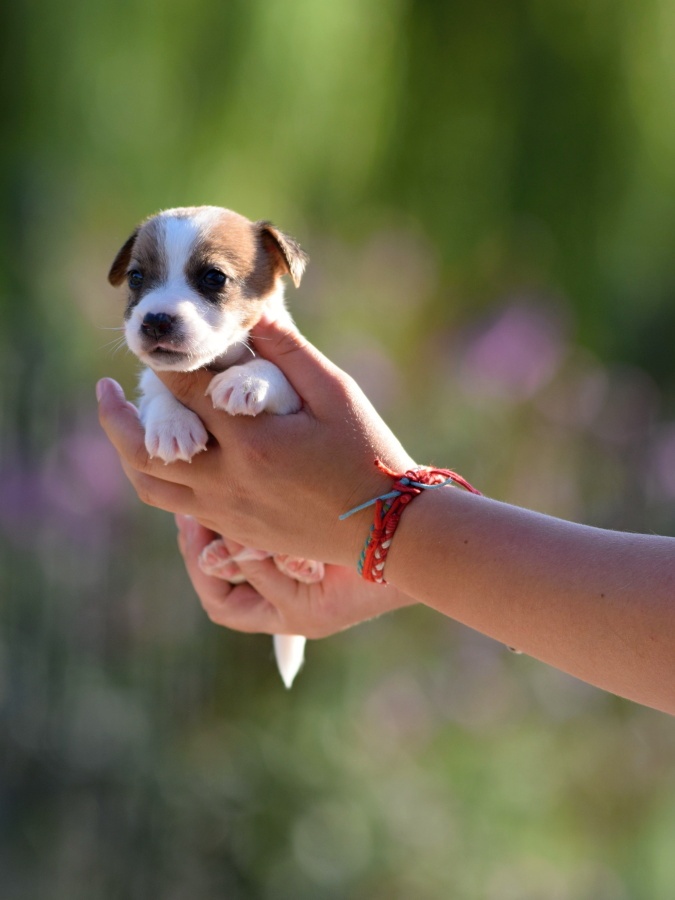 Jack Russel teriér s PP - Aurelius - 2