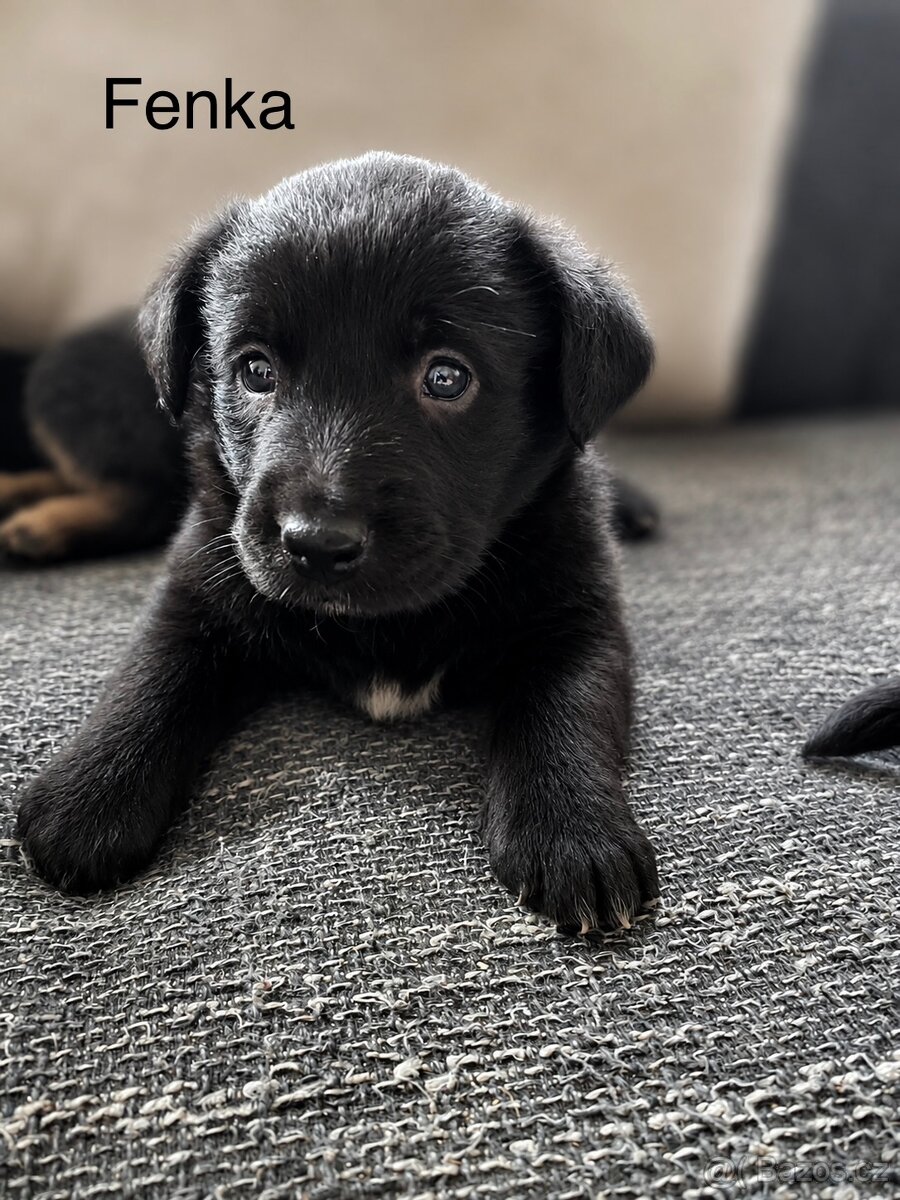 Labradorský retrívr - 2