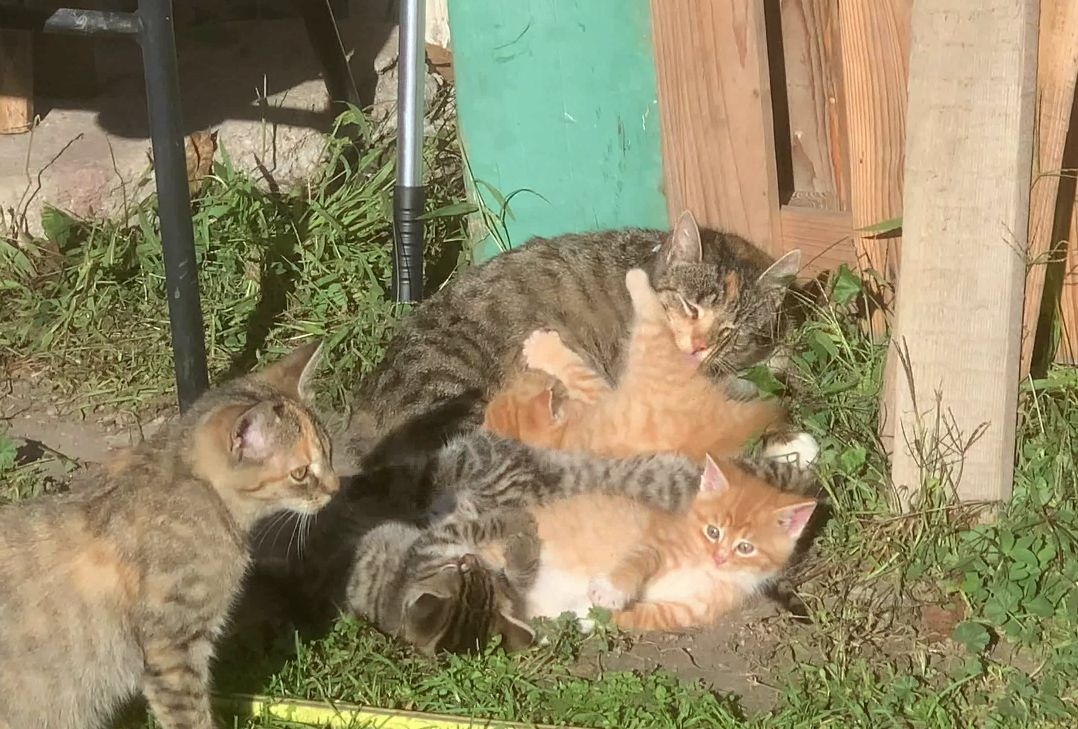 Darujeme koťátka - Mladá Boleslav - 2