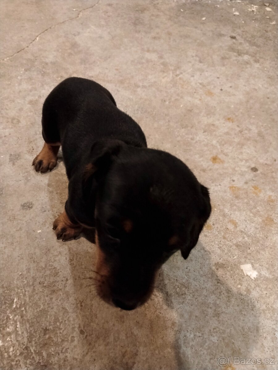 Štěně jezevčíka - 2