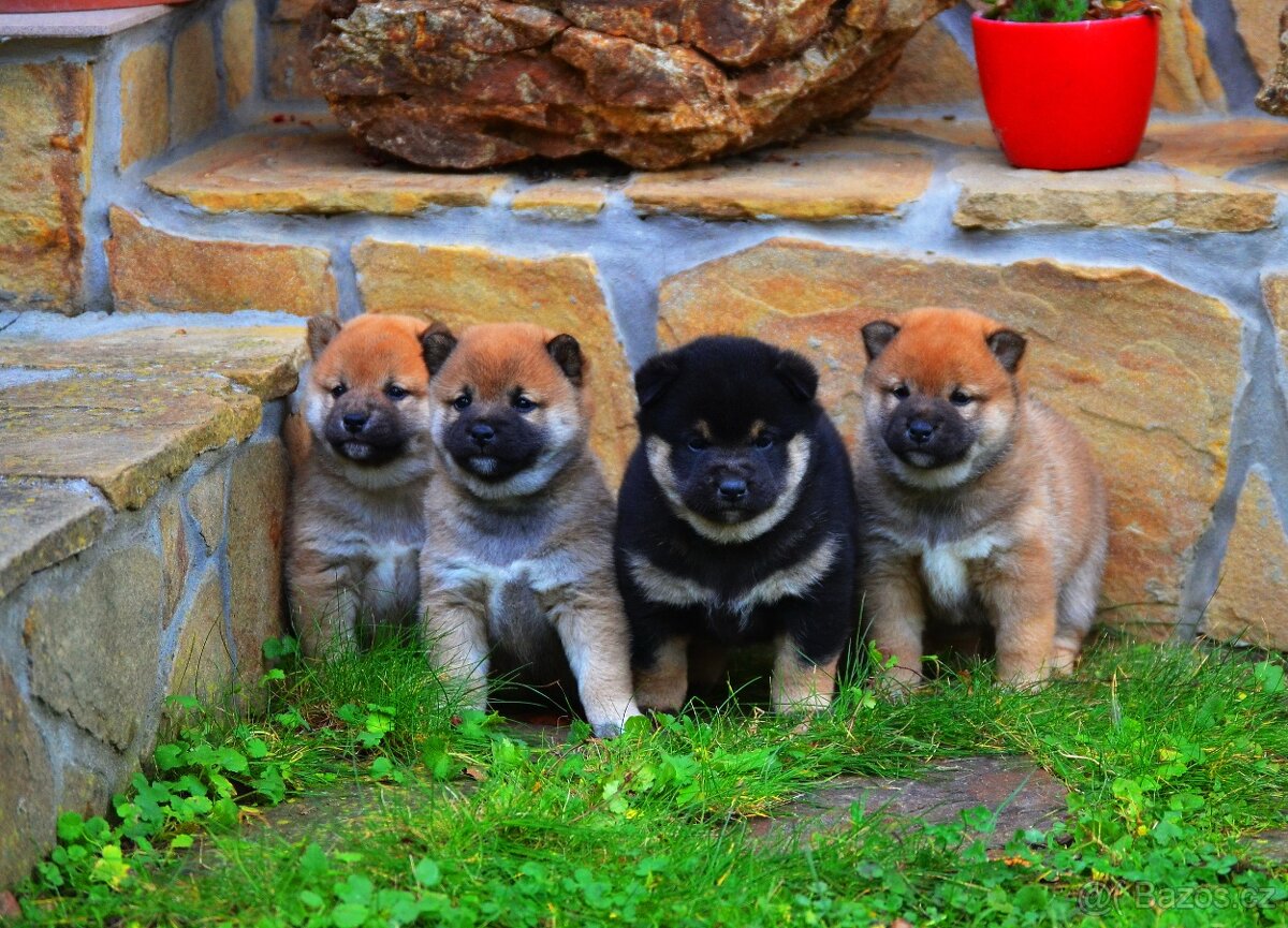 SHIBA INU - nádherne veselé šteniatka - 2