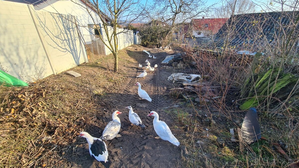 Kachna pižmová - pižmovka - 2