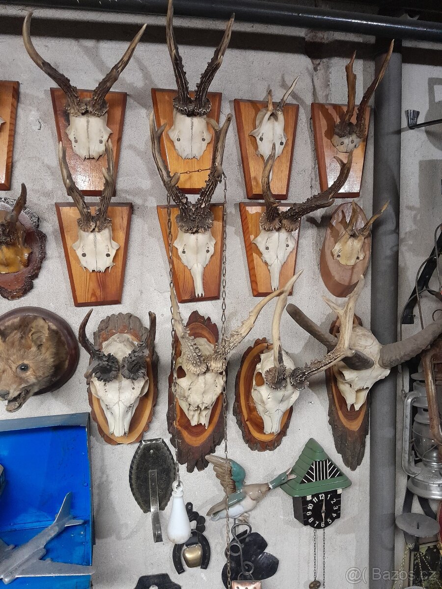 Trofeje,paroží - 2