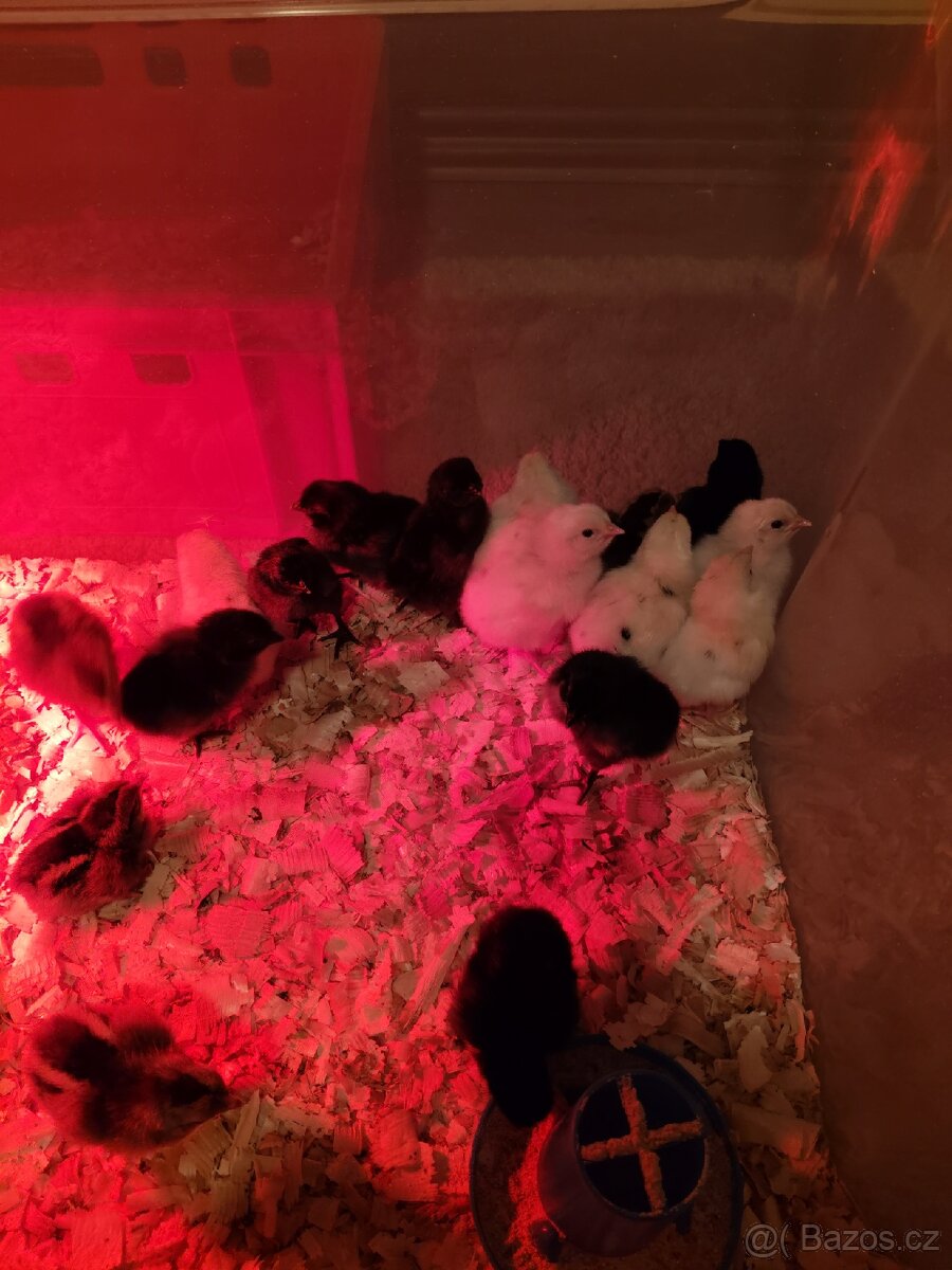 Násadová vejce + možnost vylíhnutí - 2