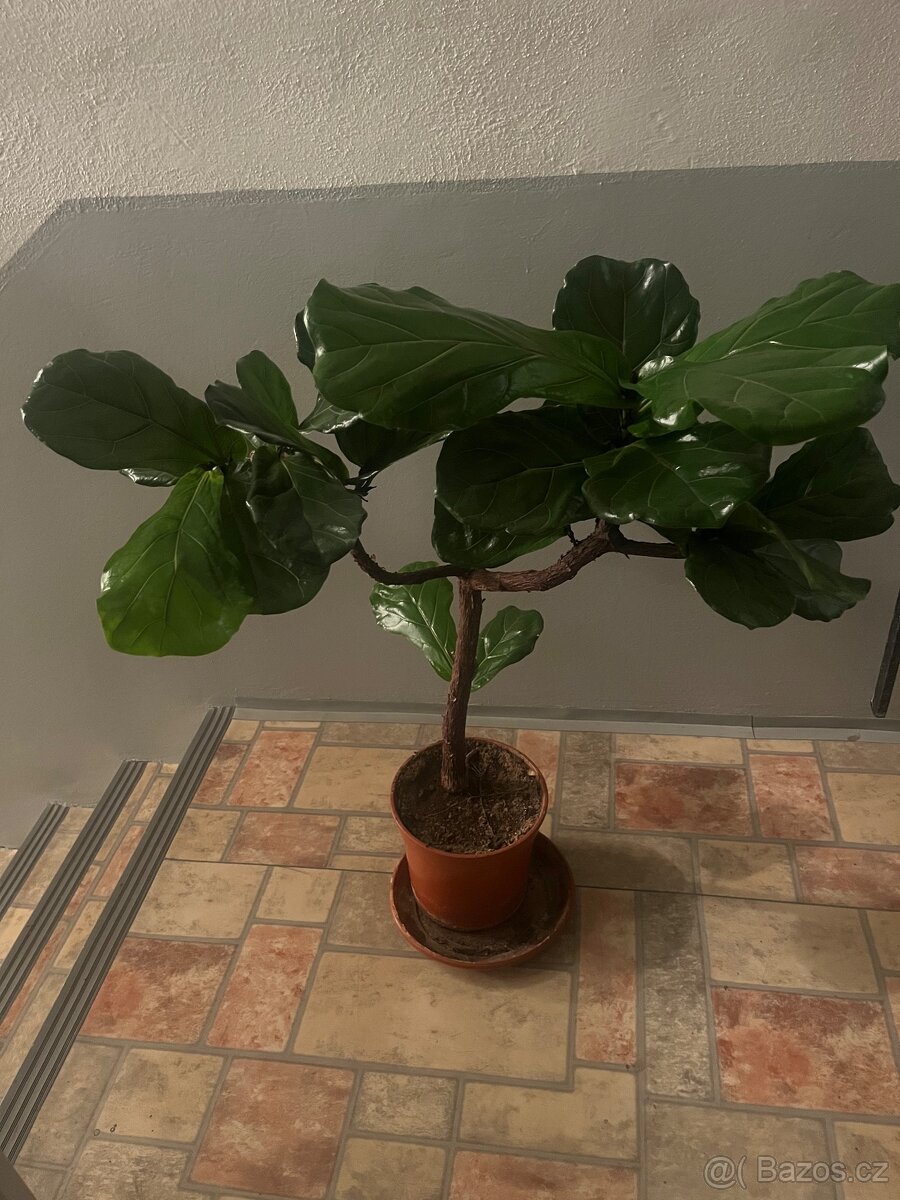 Pokojové rostliny - 2