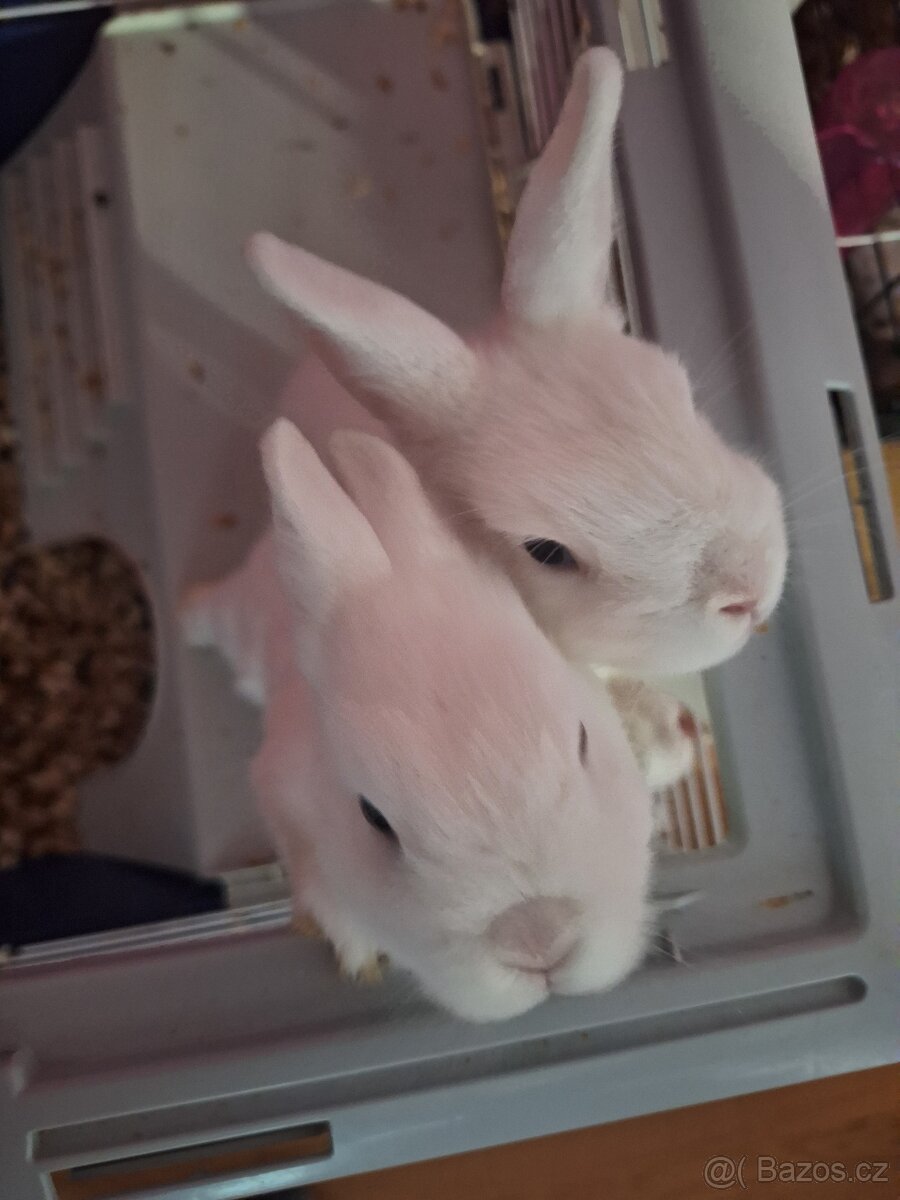 Králik Hermelín - 2